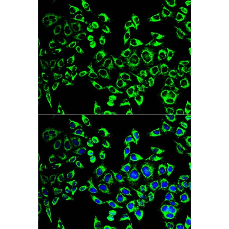 Immunofluorescence - HSPD1 Antibody from Signalway Antibody (32098) - Antibodies.com