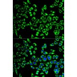 Immunofluorescence - HSPD1 Antibody from Signalway Antibody (32098) - Antibodies.com