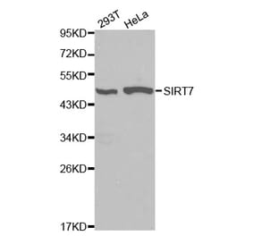Western blot - SIRT7 Antibody from Signalway Antibody (32106) - Antibodies.com
