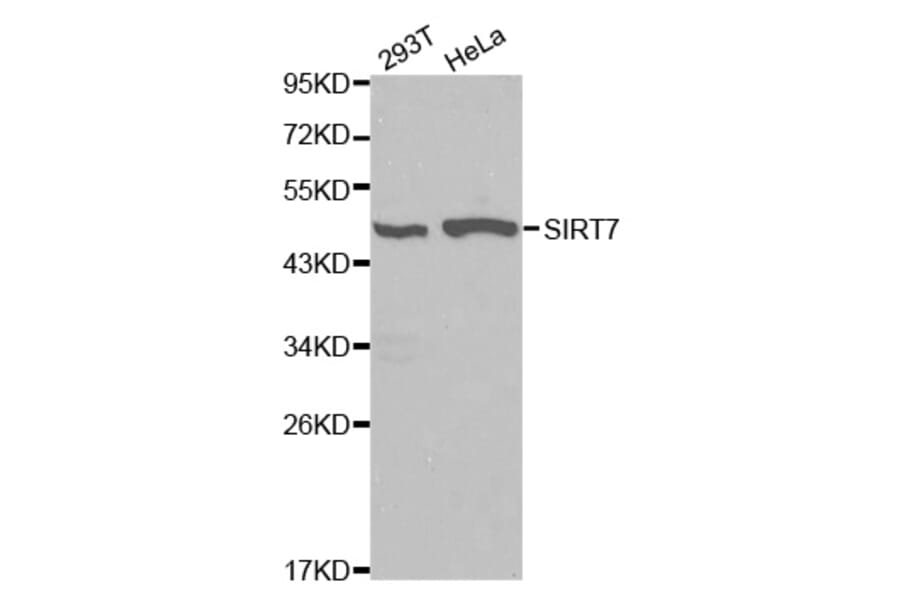Western blot - SIRT7 Antibody from Signalway Antibody (32106) - Antibodies.com