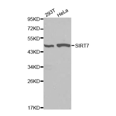 Western blot - SIRT7 Antibody from Signalway Antibody (32106) - Antibodies.com