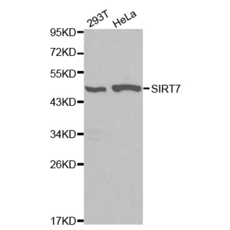 Western blot - SIRT7 Antibody from Signalway Antibody (32106) - Antibodies.com