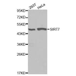 Western blot - SIRT7 Antibody from Signalway Antibody (32106) - Antibodies.com