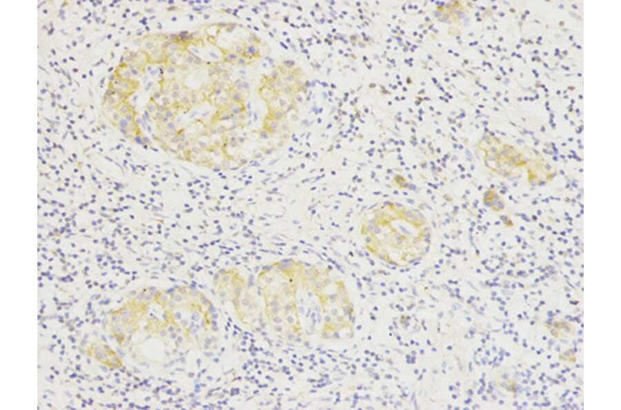 Immunohistochemistry - SIRT7 Antibody from Signalway Antibody (32106) - Antibodies.com