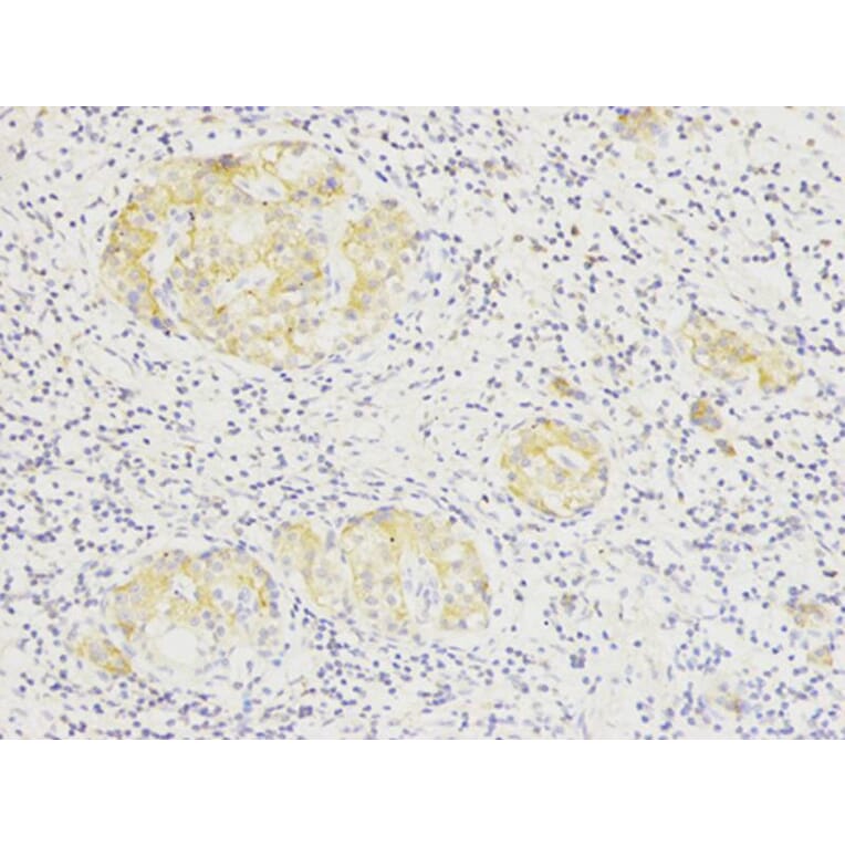 Immunohistochemistry - SIRT7 Antibody from Signalway Antibody (32106) - Antibodies.com