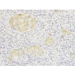 Immunohistochemistry - SIRT7 Antibody from Signalway Antibody (32106) - Antibodies.com