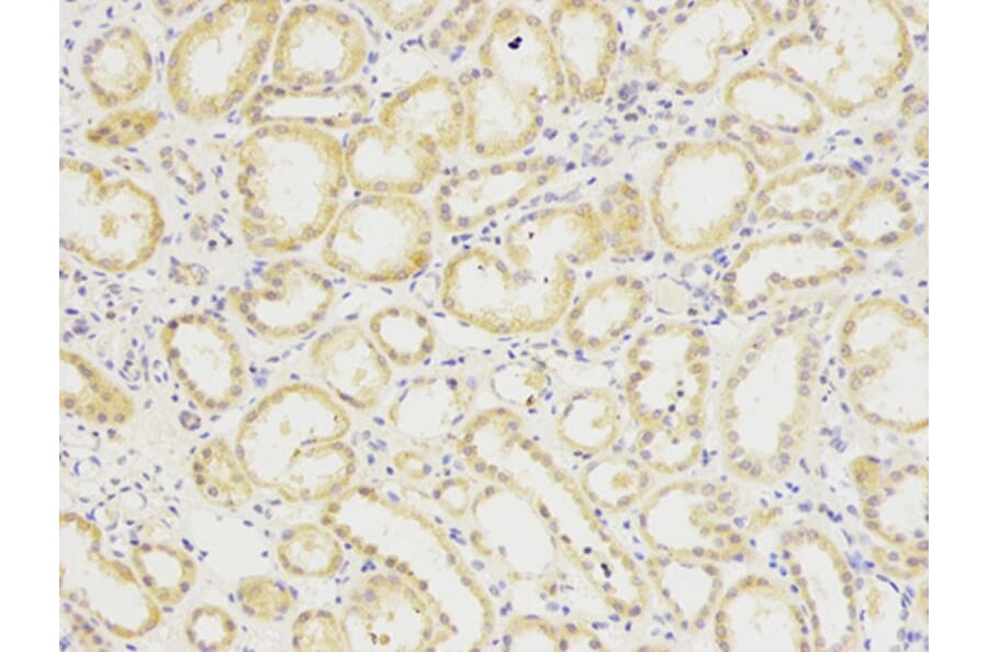 Immunohistochemistry - SIRT7 Antibody from Signalway Antibody (32106) - Antibodies.com