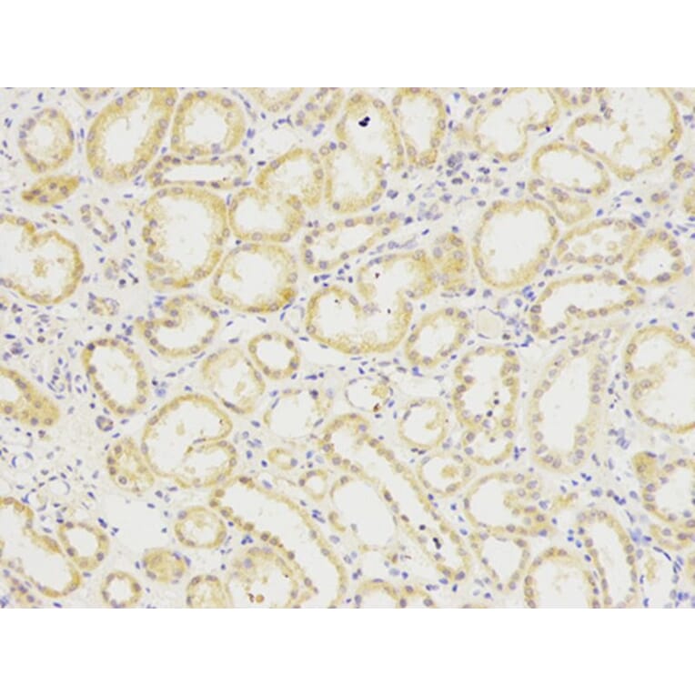 Immunohistochemistry - SIRT7 Antibody from Signalway Antibody (32106) - Antibodies.com