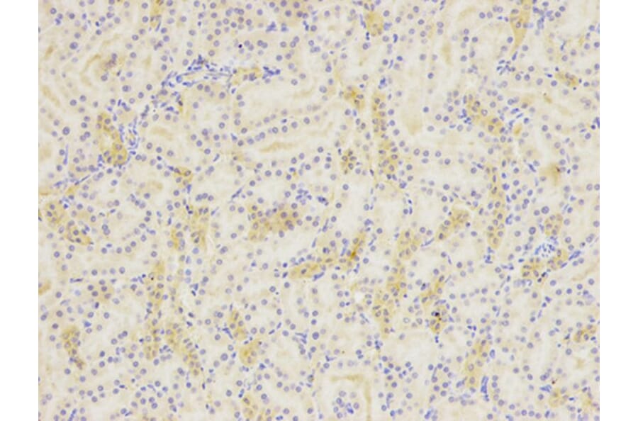 Immunohistochemistry - SIRT7 Antibody from Signalway Antibody (32106) - Antibodies.com