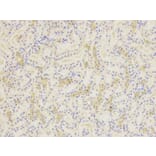 Immunohistochemistry - SIRT7 Antibody from Signalway Antibody (32106) - Antibodies.com