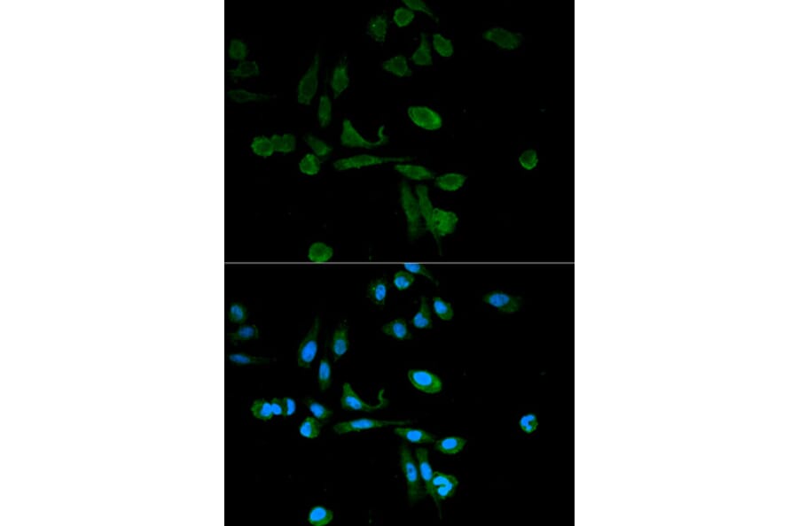 Immunofluorescence - SIRT7 Antibody from Signalway Antibody (32106) - Antibodies.com