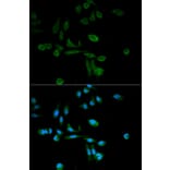 Immunofluorescence - SIRT7 Antibody from Signalway Antibody (32106) - Antibodies.com