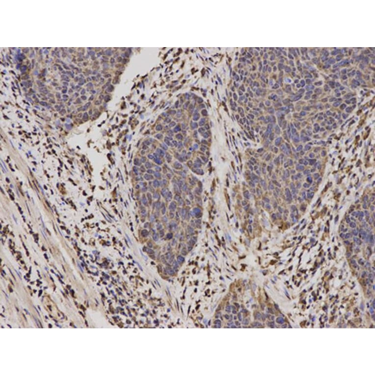 Immunohistochemistry - MyD88 Antibody from Signalway Antibody (32107) - Antibodies.com