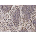 Immunohistochemistry - MyD88 Antibody from Signalway Antibody (32107) - Antibodies.com
