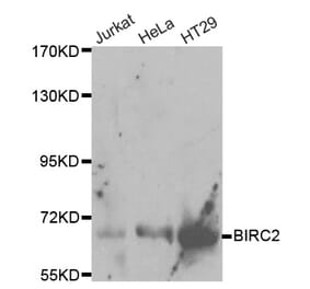 Western blot - BIRC2 Antibody from Signalway Antibody (32110) - Antibodies.com