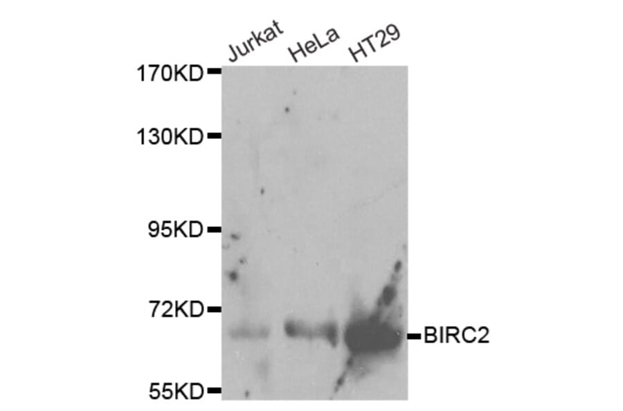 Western blot - BIRC2 Antibody from Signalway Antibody (32110) - Antibodies.com