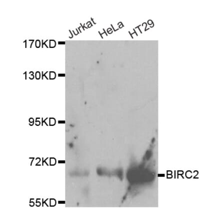 Western blot - BIRC2 Antibody from Signalway Antibody (32110) - Antibodies.com