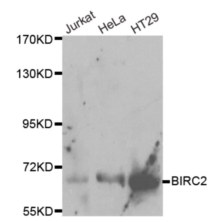 Western blot - BIRC2 Antibody from Signalway Antibody (32110) - Antibodies.com