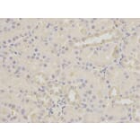 Immunohistochemistry - BIRC2 Antibody from Signalway Antibody (32110) - Antibodies.com