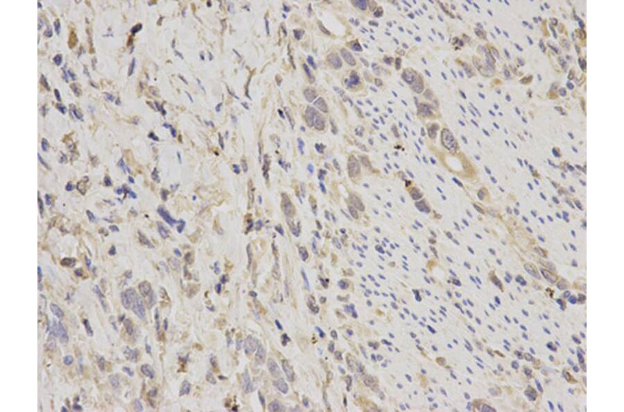 Immunohistochemistry - BIRC2 Antibody from Signalway Antibody (32110) - Antibodies.com