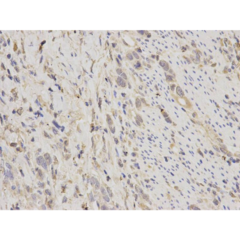 Immunohistochemistry - BIRC2 Antibody from Signalway Antibody (32110) - Antibodies.com