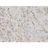 Immunohistochemistry - BIRC2 Antibody from Signalway Antibody (32110) - Antibodies.com