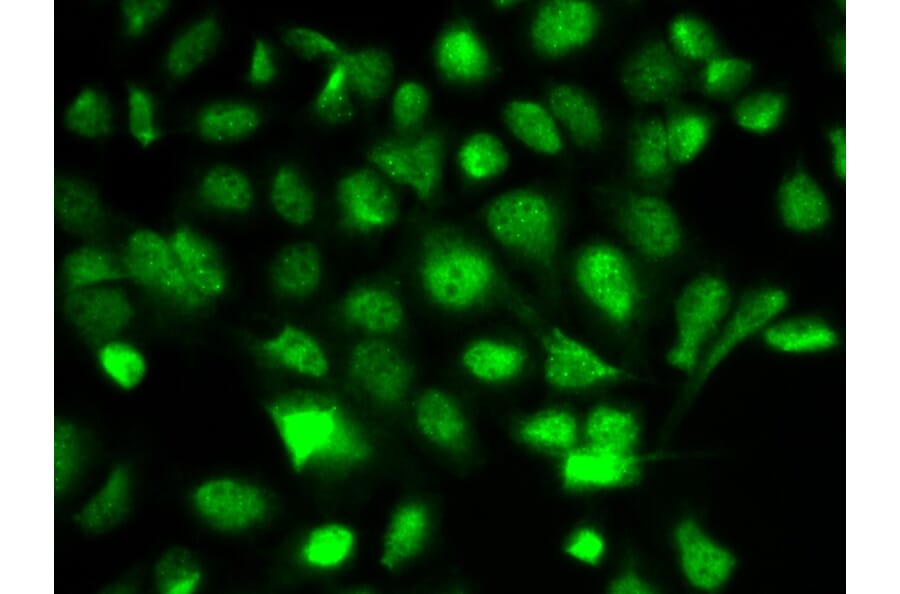 Immunofluorescence - BIRC2 Antibody from Signalway Antibody (32110) - Antibodies.com