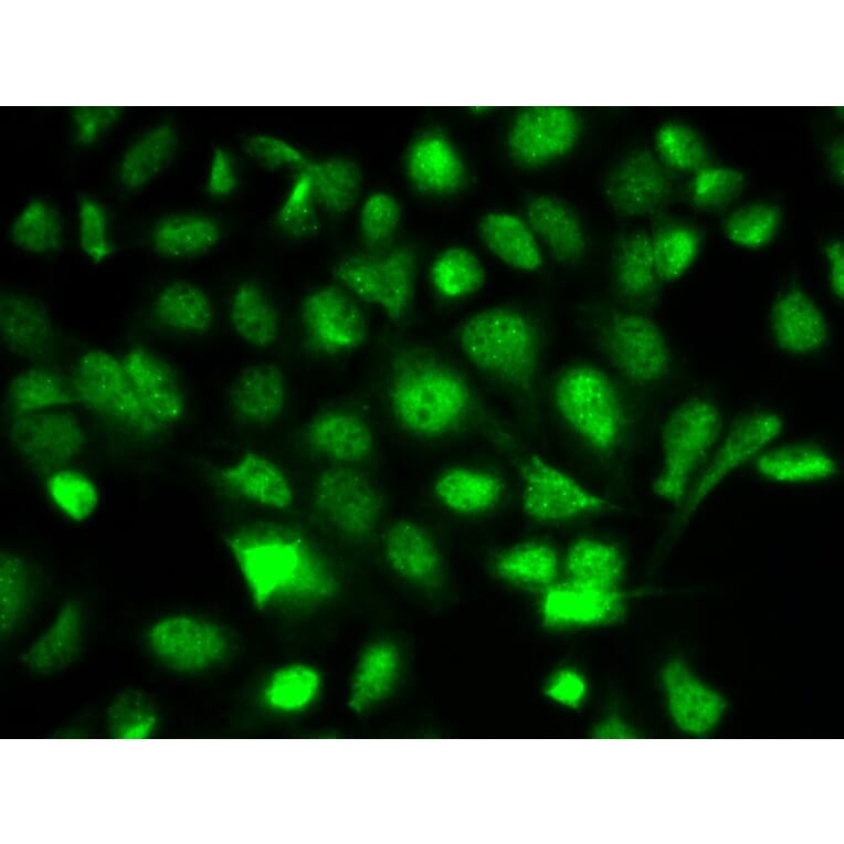Immunofluorescence - BIRC2 Antibody from Signalway Antibody (32110) - Antibodies.com