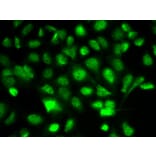 Immunofluorescence - BIRC2 Antibody from Signalway Antibody (32110) - Antibodies.com