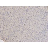 Immunohistochemistry - ARRB1 Antibody from Signalway Antibody (32118) - Antibodies.com