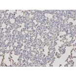 Immunohistochemistry - ARRB1 Antibody from Signalway Antibody (32118) - Antibodies.com