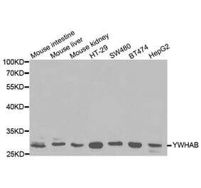 Western blot - YWHAB Antibody from Signalway Antibody (32123) - Antibodies.com