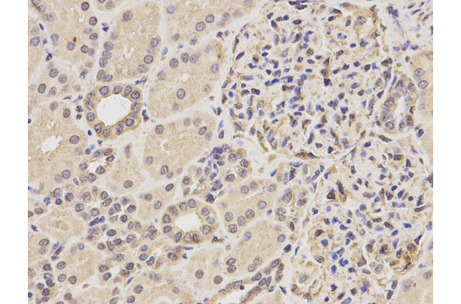 Immunohistochemistry - YWHAB Antibody from Signalway Antibody (32123) - Antibodies.com