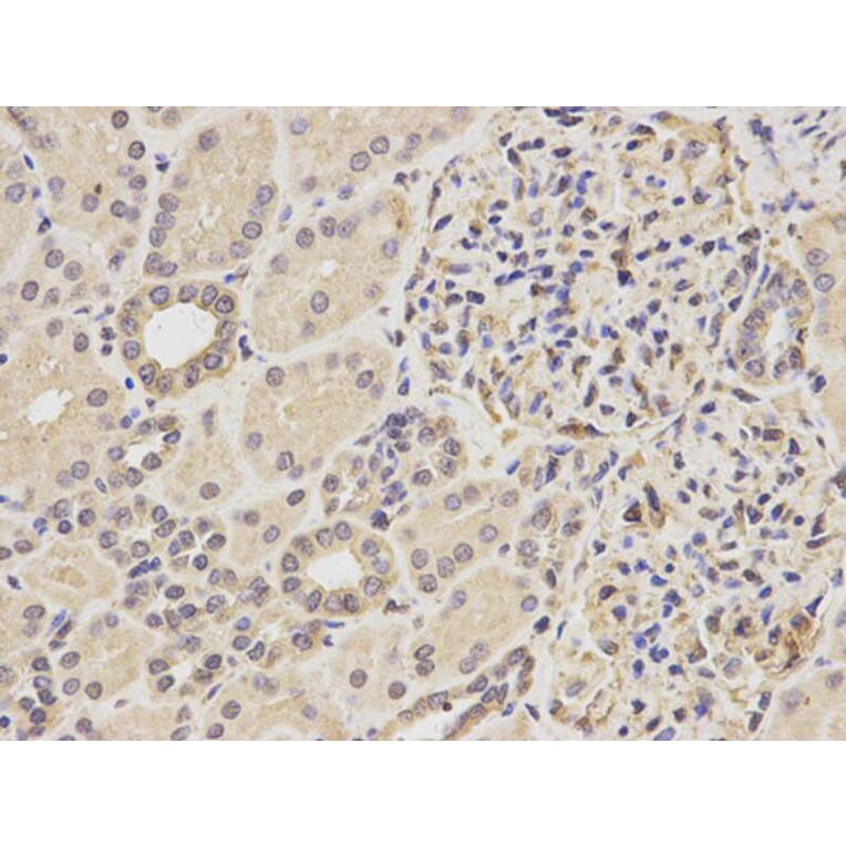 Immunohistochemistry - YWHAB Antibody from Signalway Antibody (32123) - Antibodies.com