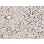 Immunohistochemistry - YWHAB Antibody from Signalway Antibody (32123) - Antibodies.com