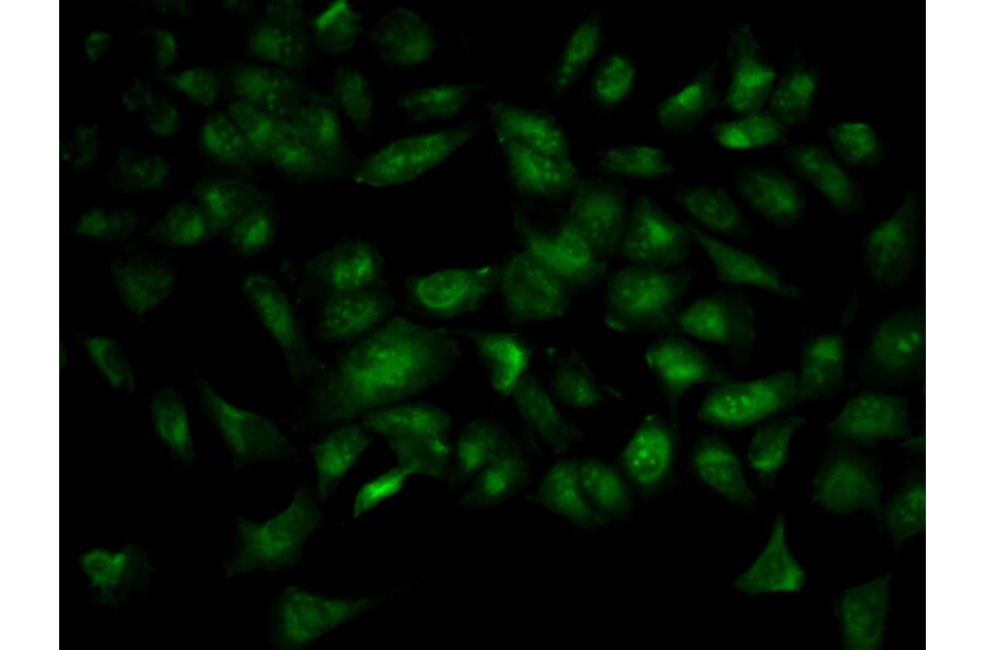Immunofluorescence - YWHAB Antibody from Signalway Antibody (32123) - Antibodies.com