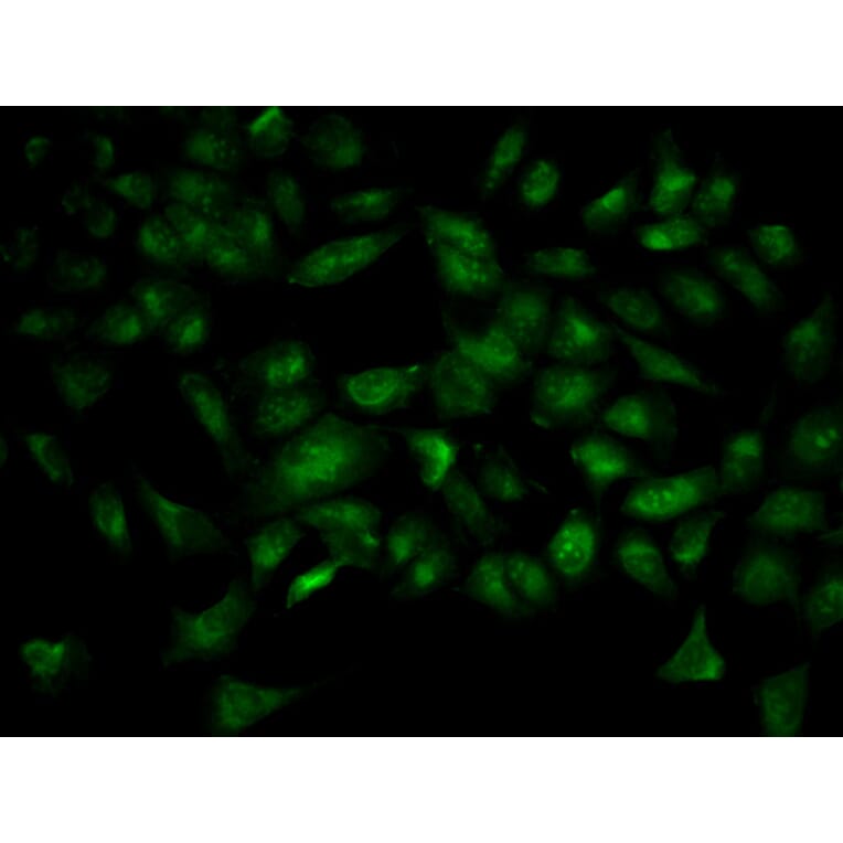 Immunofluorescence - YWHAB Antibody from Signalway Antibody (32123) - Antibodies.com