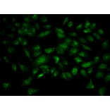 Immunofluorescence - YWHAB Antibody from Signalway Antibody (32123) - Antibodies.com