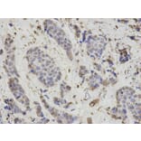 Immunohistochemistry - PSMB1 Antibody from Signalway Antibody (32130) - Antibodies.com