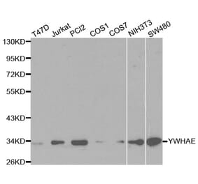 Western blot - YWHAE Antibody from Signalway Antibody (32135) - Antibodies.com