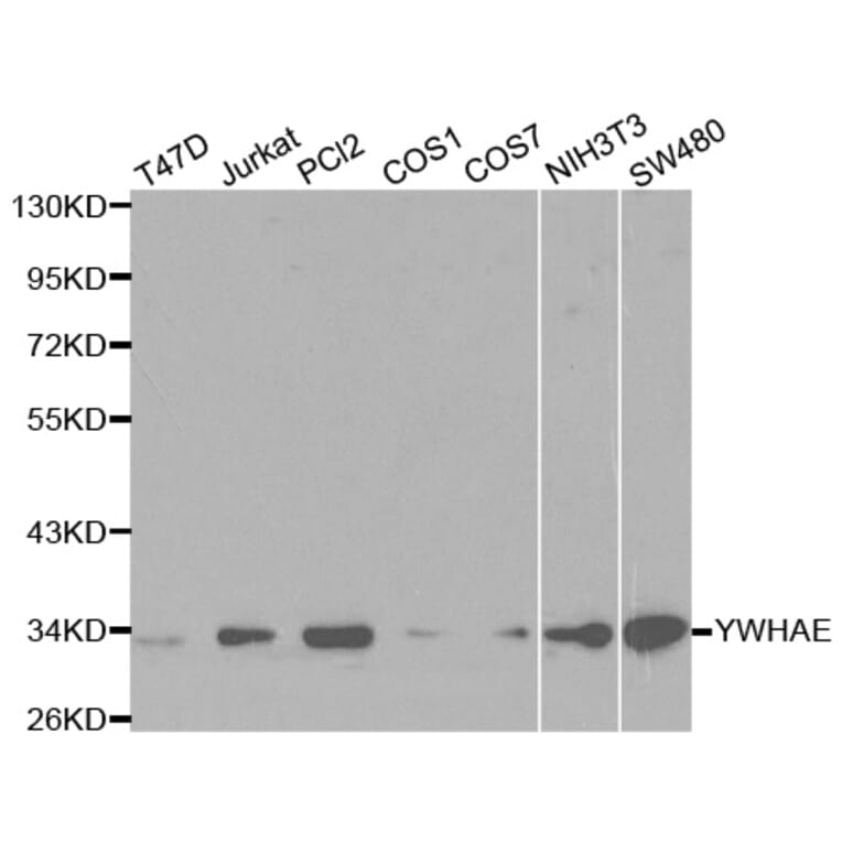 Western blot - YWHAE Antibody from Signalway Antibody (32135) - Antibodies.com