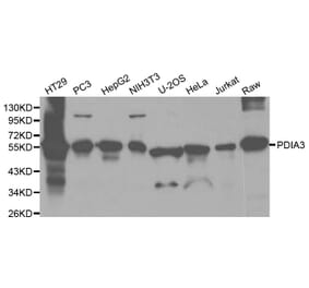 Western blot - PDIA3 Antibody from Signalway Antibody (32150) - Antibodies.com