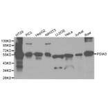 Western blot - PDIA3 Antibody from Signalway Antibody (32150) - Antibodies.com