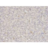 Immunohistochemistry - PDIA3 Antibody from Signalway Antibody (32150) - Antibodies.com