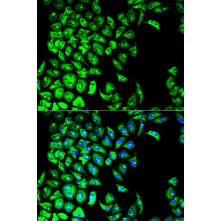 Immunofluorescence - PDIA3 Antibody from Signalway Antibody (32150) - Antibodies.com