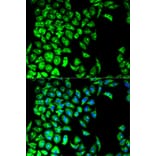 Immunofluorescence - PDIA3 Antibody from Signalway Antibody (32150) - Antibodies.com