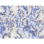 Immunohistochemistry - SMAD1 Antibody from Signalway Antibody (32160) - Antibodies.com