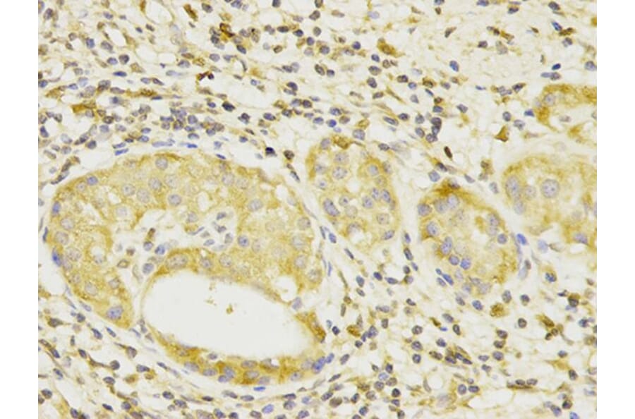 Immunohistochemistry - BCL10 Antibody from Signalway Antibody (32162) - Antibodies.com
