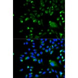 Immunofluorescence - BCL10 Antibody from Signalway Antibody (32162) - Antibodies.com