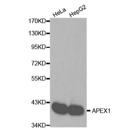 Western blot - APEX1 Antibody from Signalway Antibody (32167) - Antibodies.com